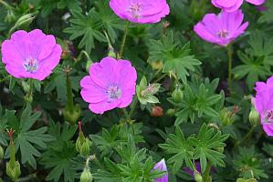 2025-06098881 Pointe Rok Neighborhood, MA